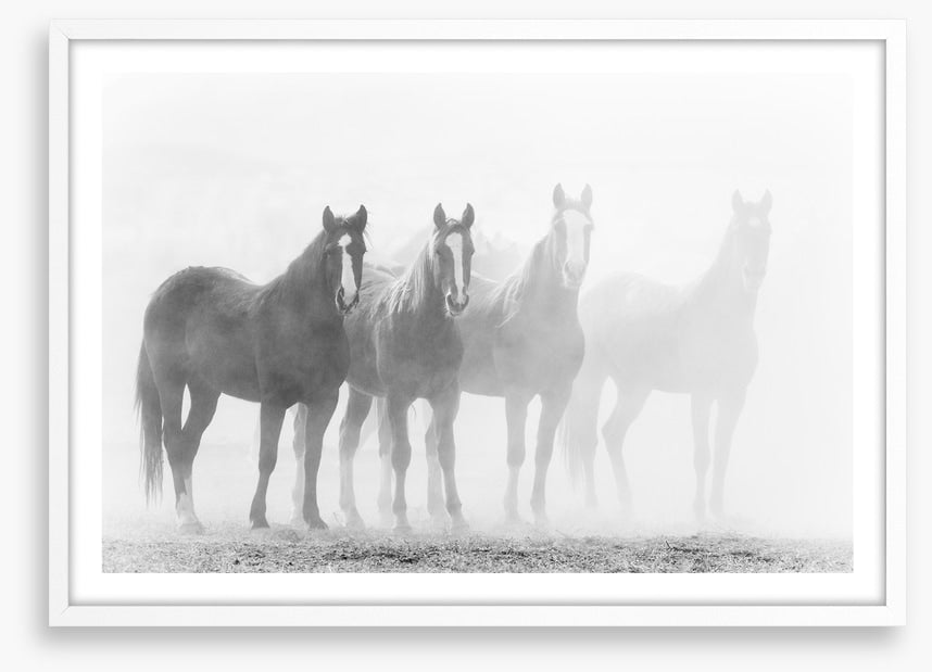 Mustang mares