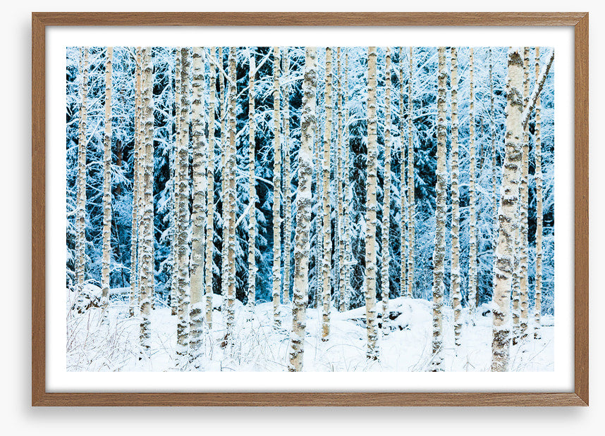 Forests