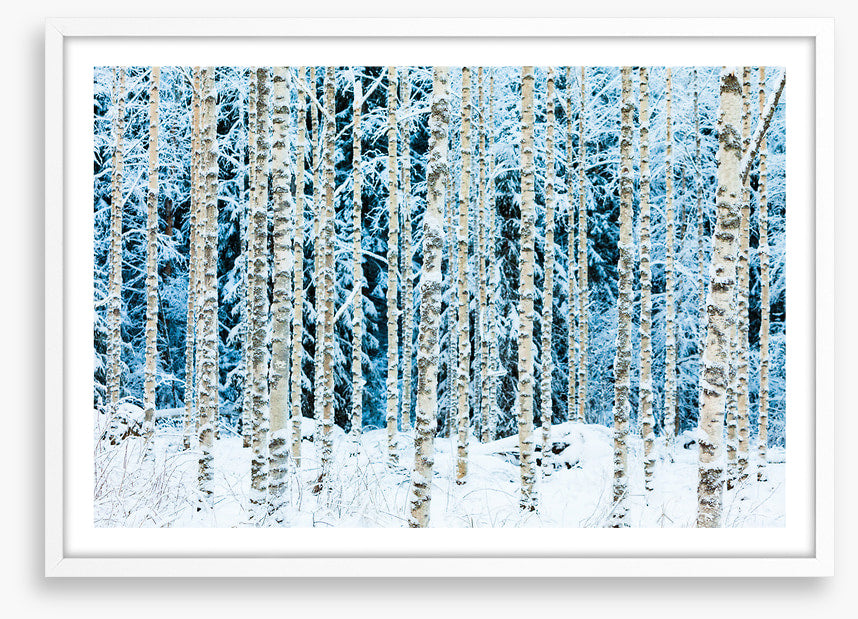 Forests