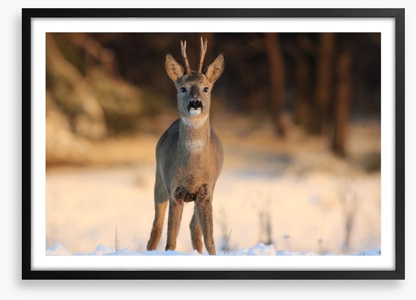 Deer in the headlights