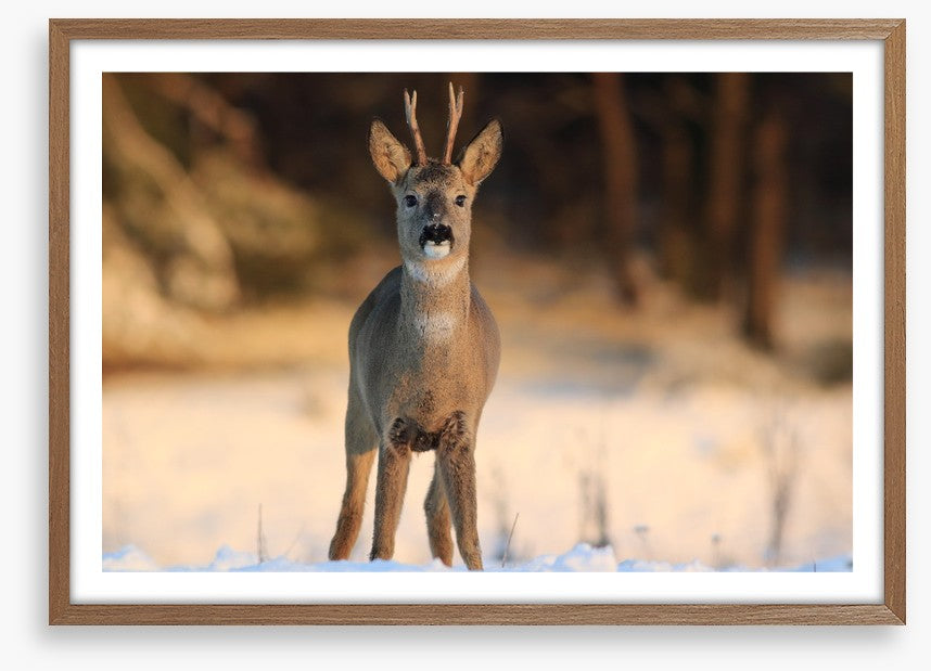 Deer in the headlights