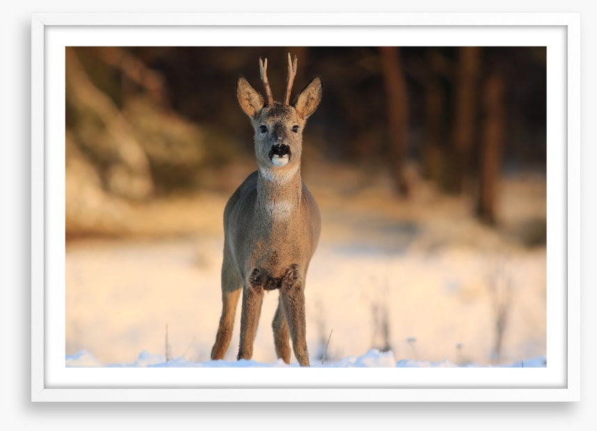 Deer in the headlights