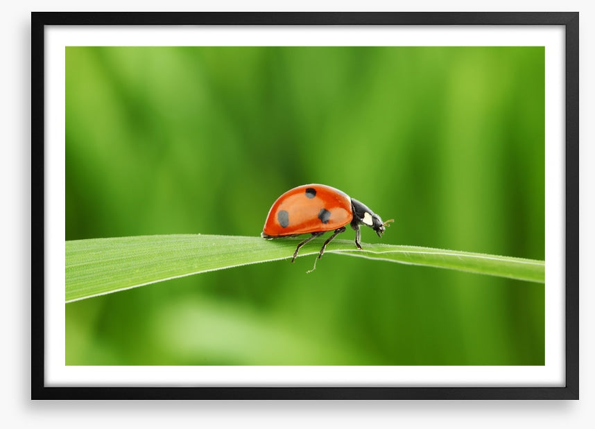 Insects