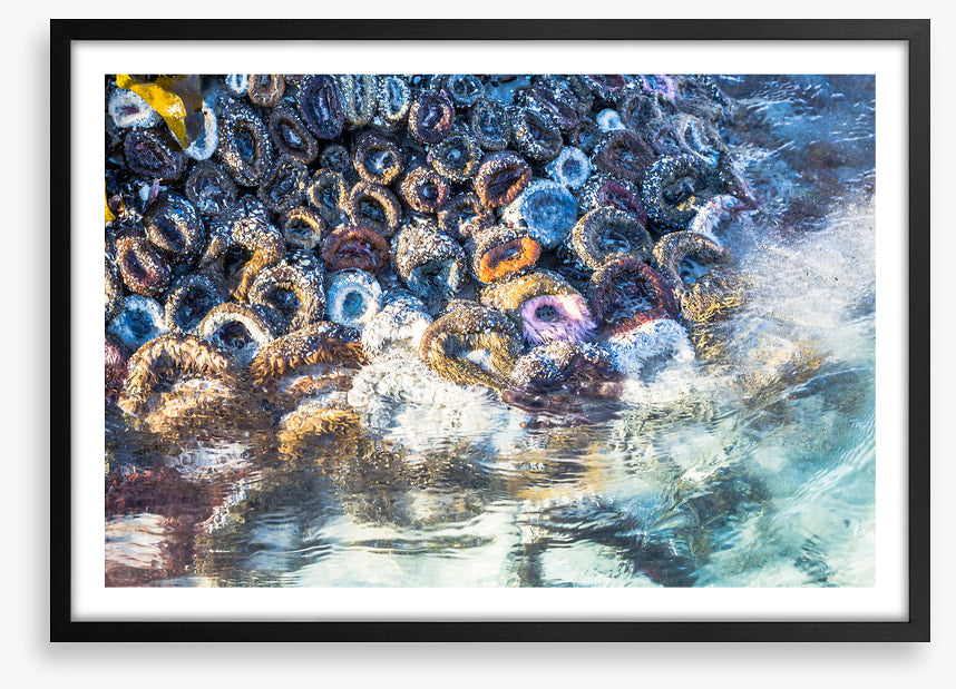 Low tide anemones