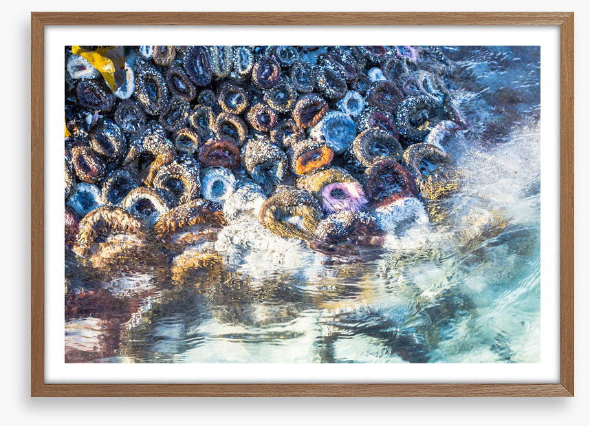 Low tide anemones