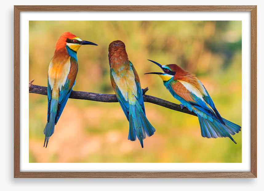 Birds