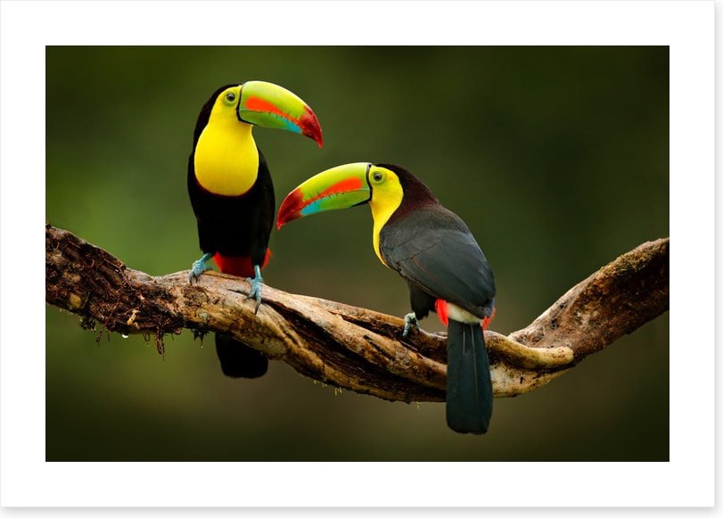 Toucan two