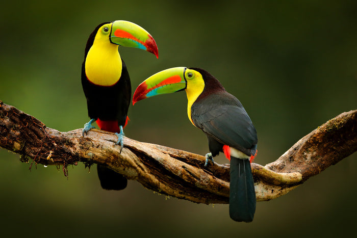 Toucan two