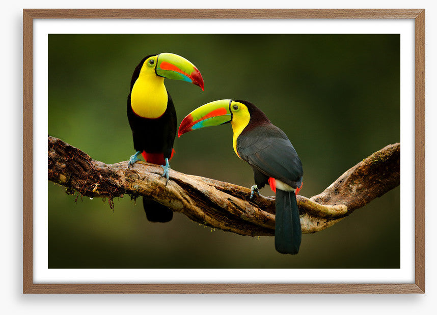 Toucan two
