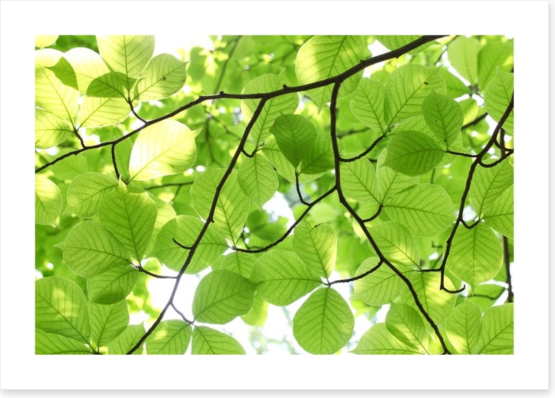 Leafy light