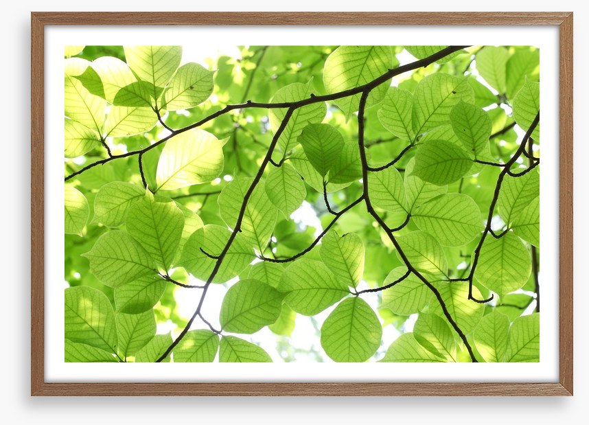 Leafy light