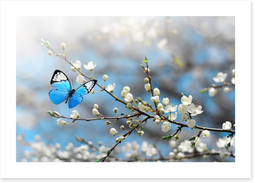Blue butterfly blossom