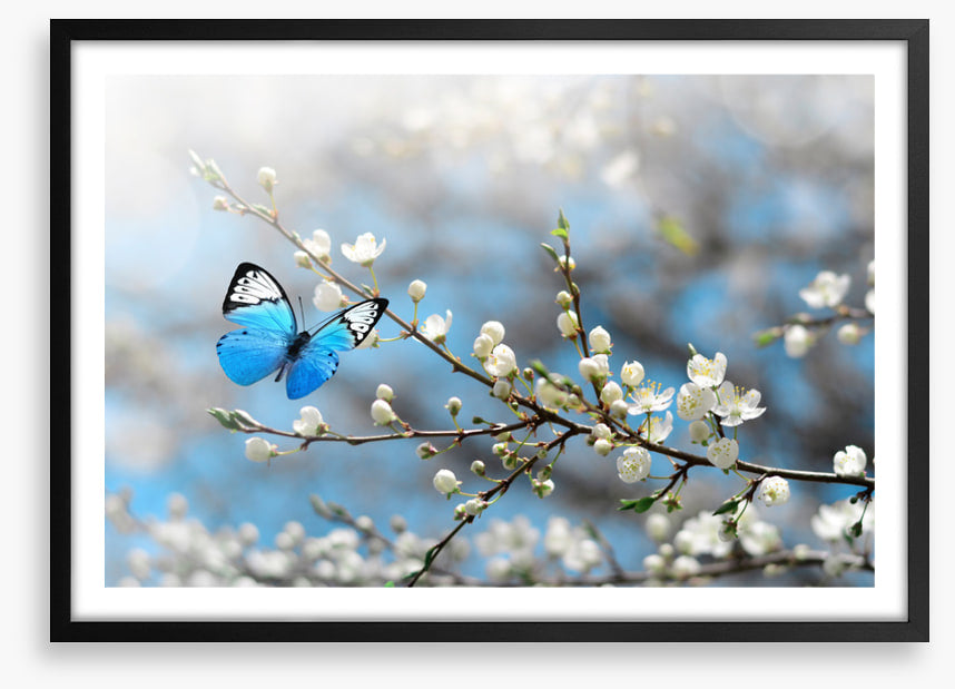 Blue butterfly blossom
