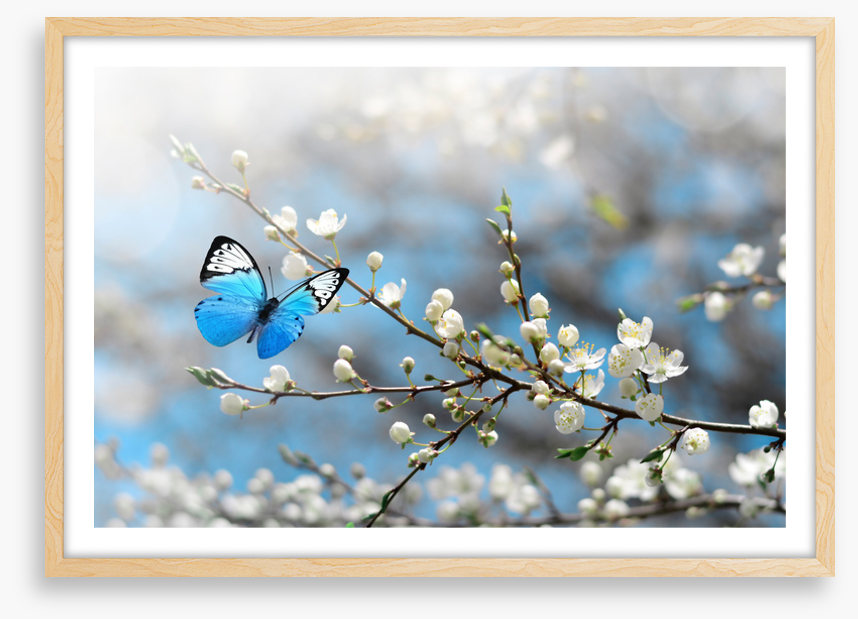 Blue butterfly blossom