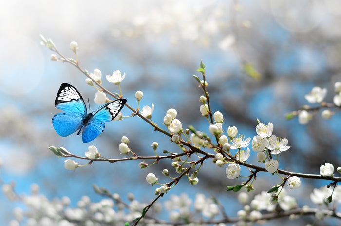 Blue butterfly blossom