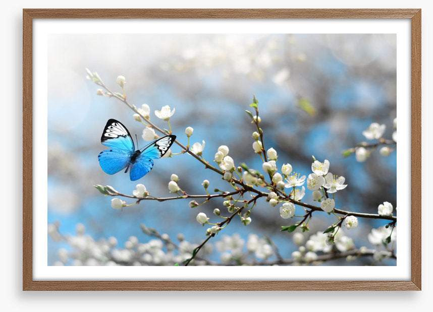 Blue butterfly blossom