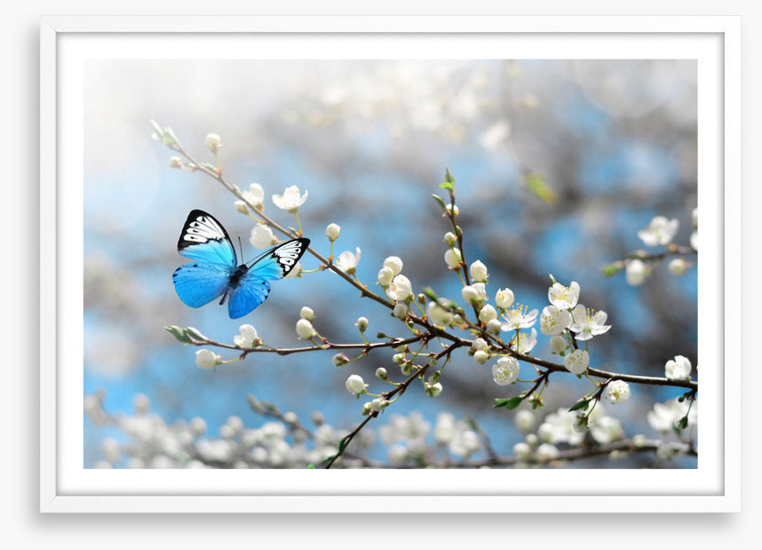 Blue butterfly blossom