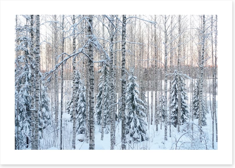 Arctic pine