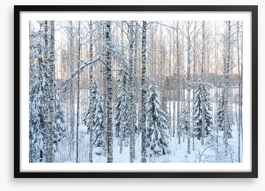 Arctic pine