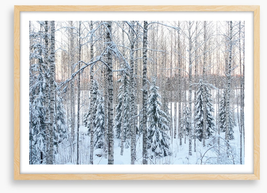 Arctic pine