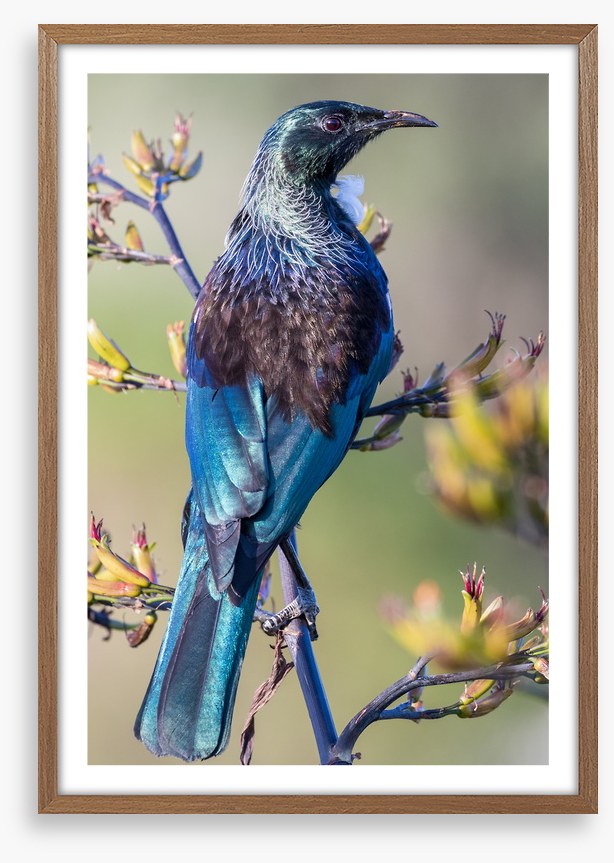 Tui on a branch