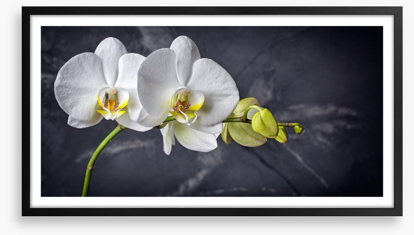 Two white orchids