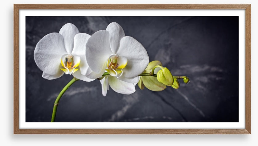 Two white orchids