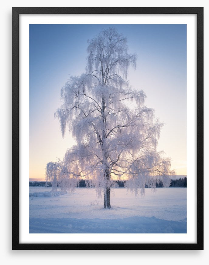 Draped in snow