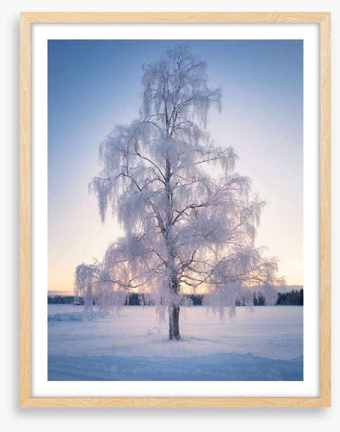 Draped in snow