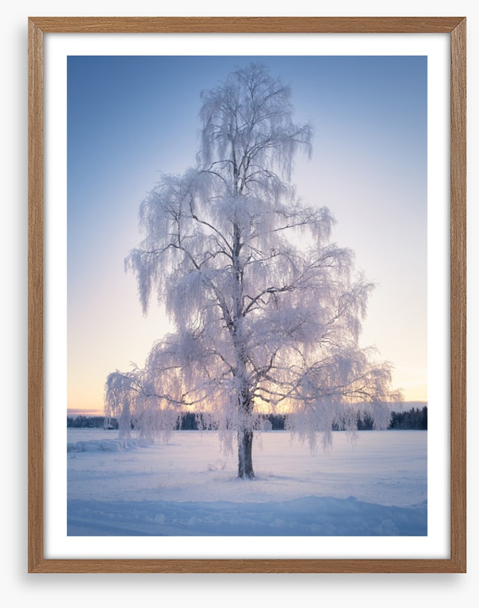 Draped in snow