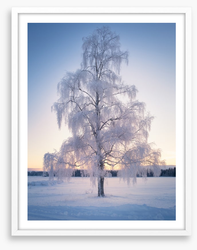 Draped in snow