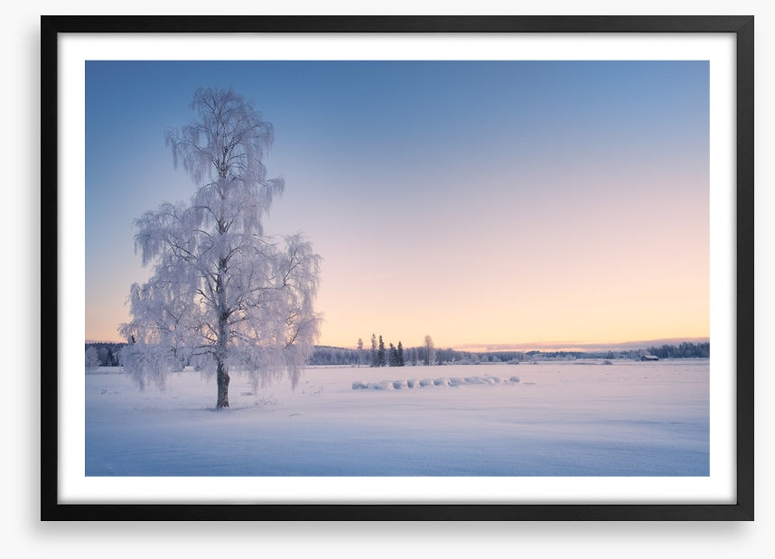Snow tree sunrise