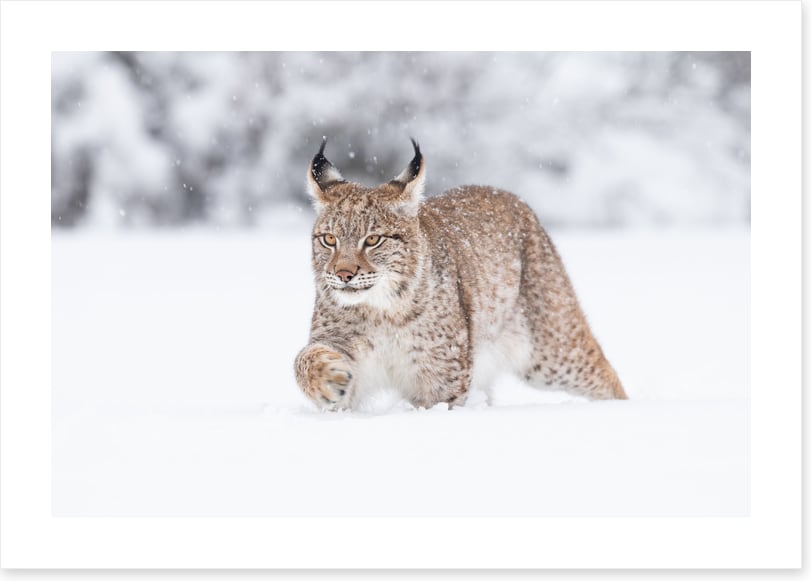 Lynx in the snow