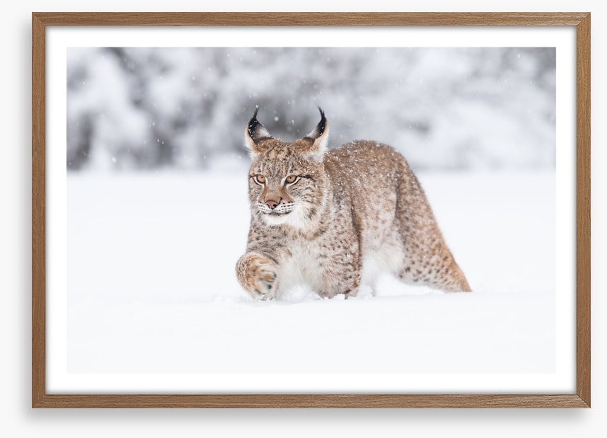 Lynx in the snow