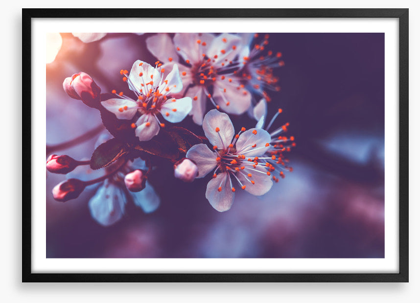 Sakura dawn