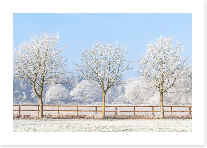 Three frosty trees