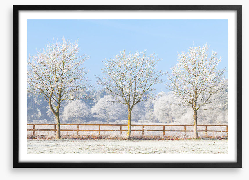Three frosty trees