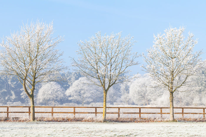 Three frosty trees