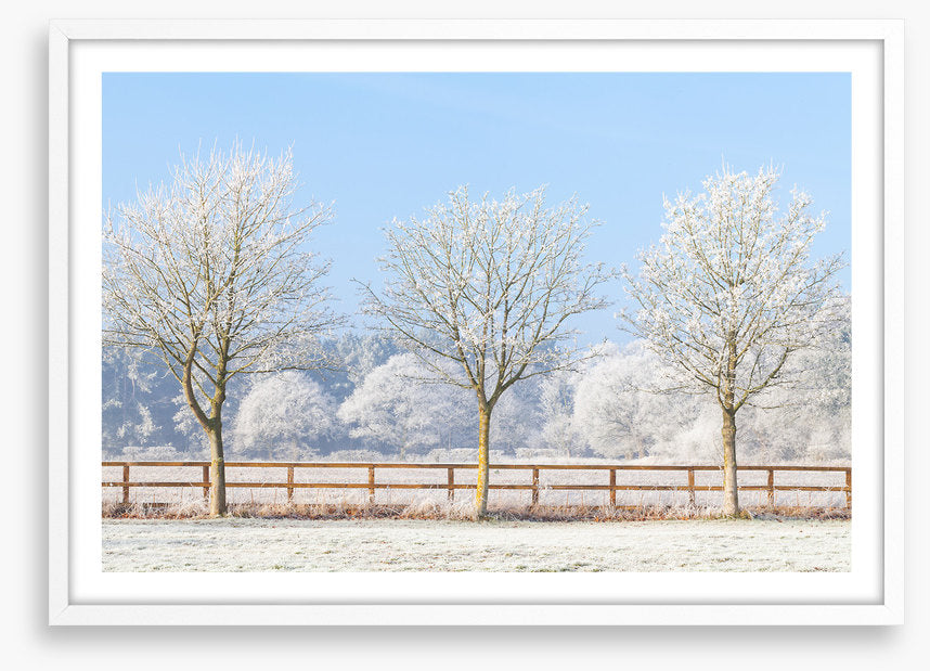 Three frosty trees