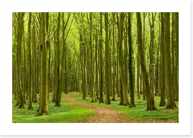 Follow the path