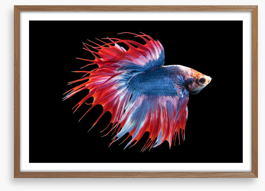 Betta beauty
