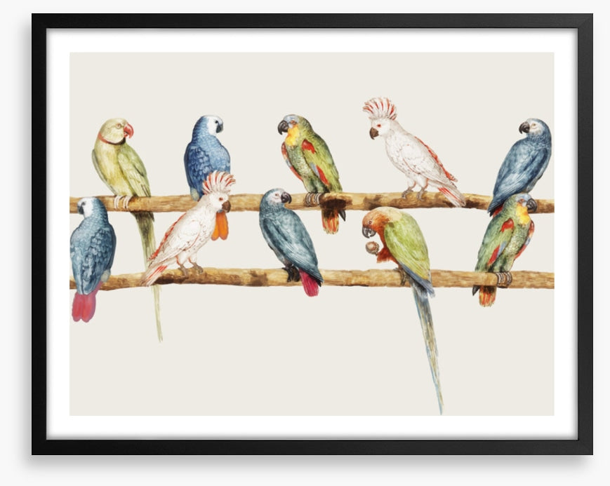 The parrot perch