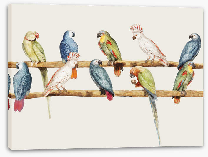 The parrot perch