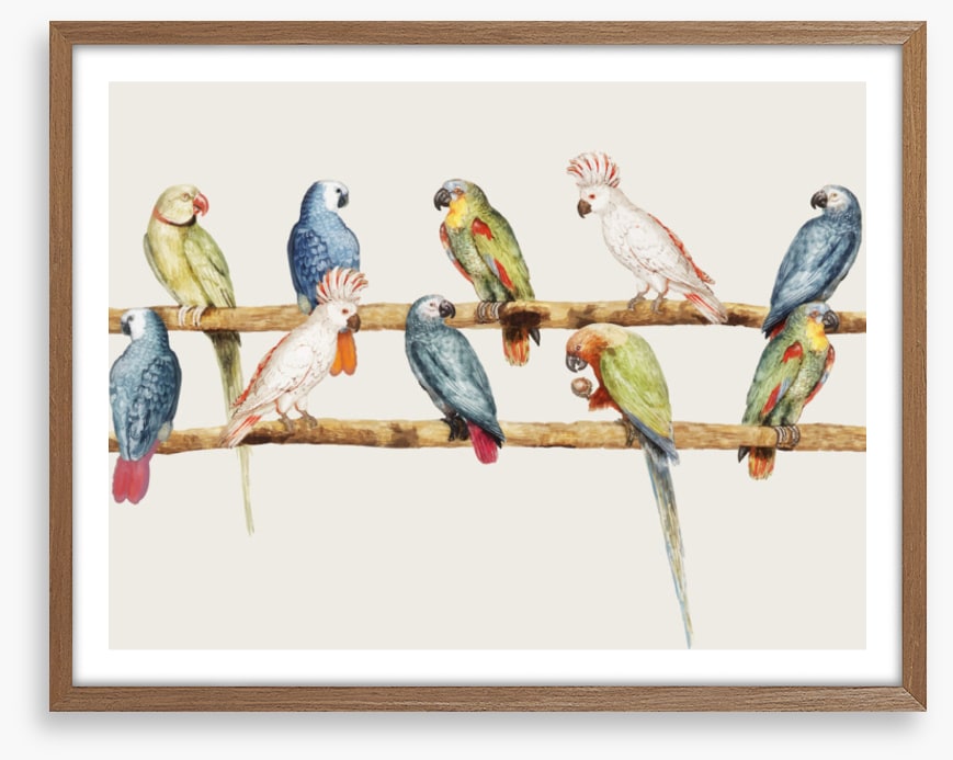 The parrot perch