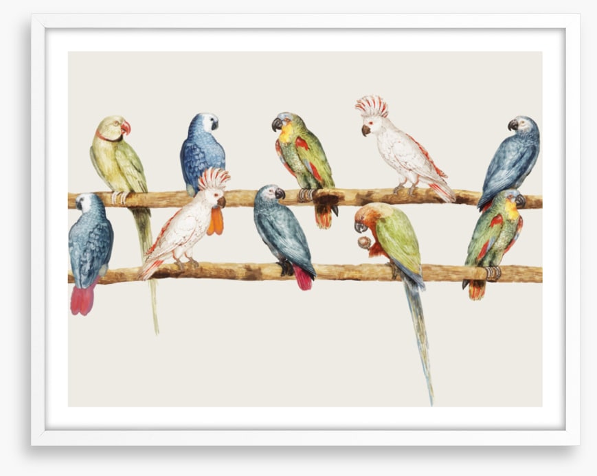 The parrot perch