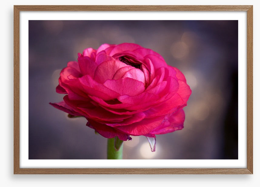 Ranunculus bloom