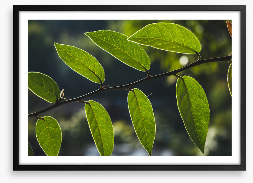 Leaves