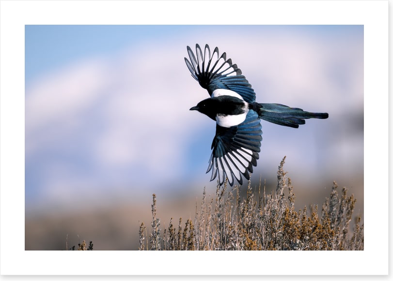 Soaring magpie