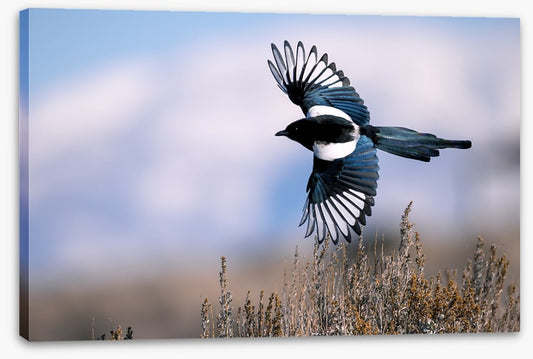 Soaring magpie