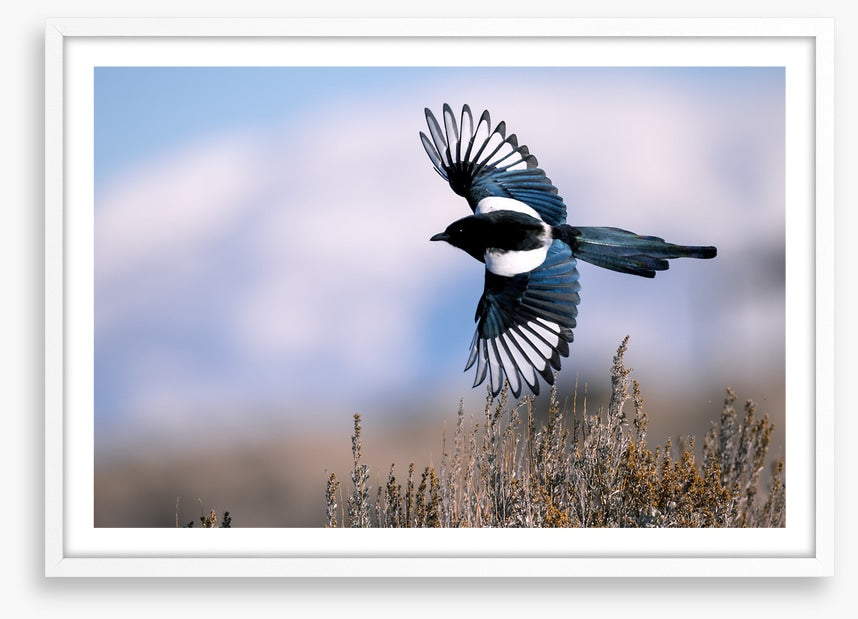 Soaring magpie